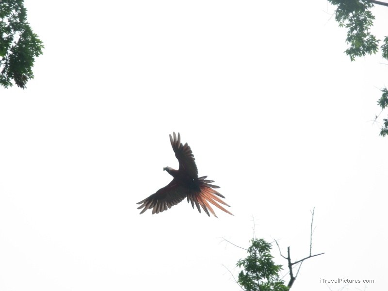 flying bird Jimenez macaw